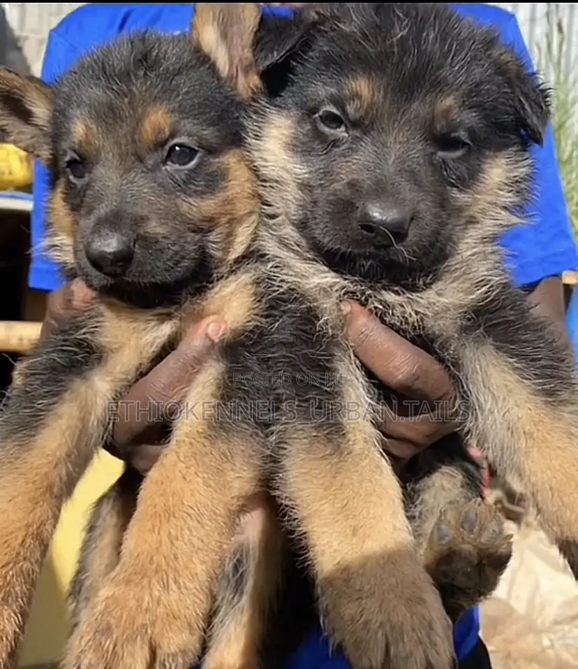 1-3 months Male Purebred German Shepherd