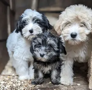 1-3 months Male Mixed Breed Maltese