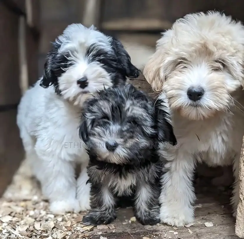 1-3 months Male Mixed Breed Maltese