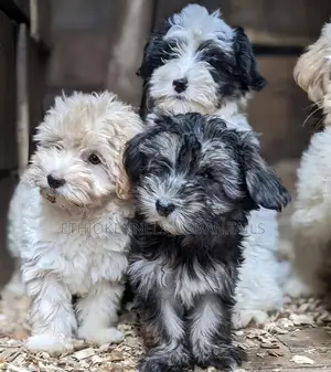 Photo - 1-3 months Male Mixed Breed Maltese