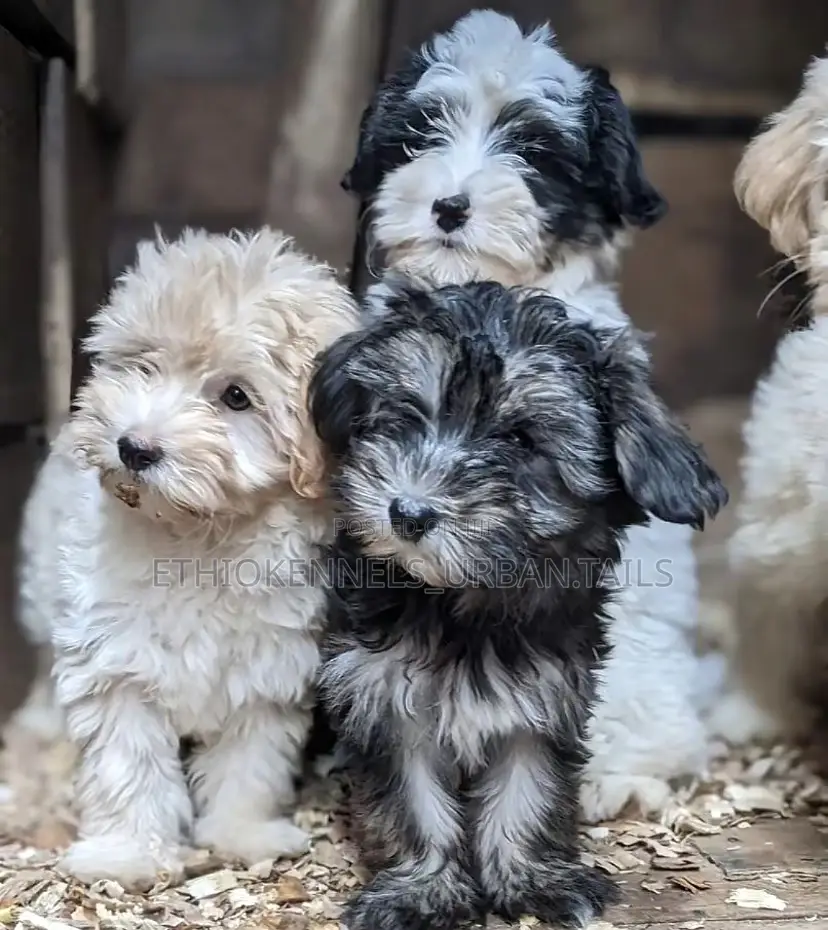1-3 months Male Mixed Breed Maltese