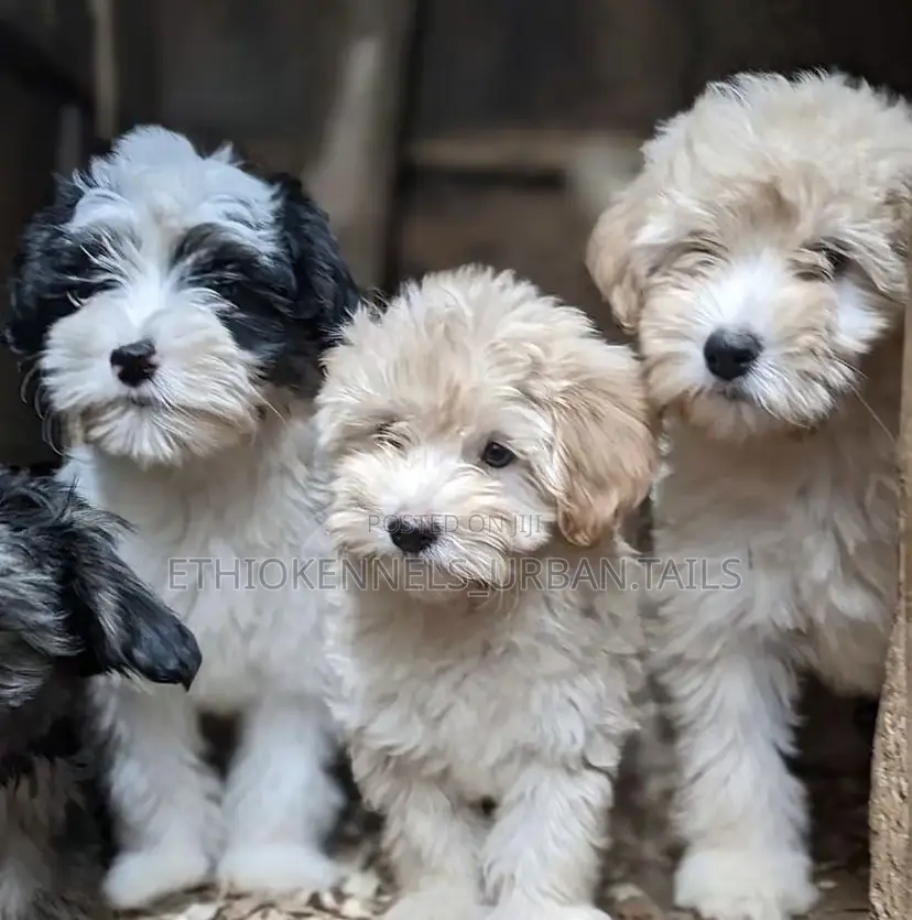 1-3 months Male Purebred Maltese
