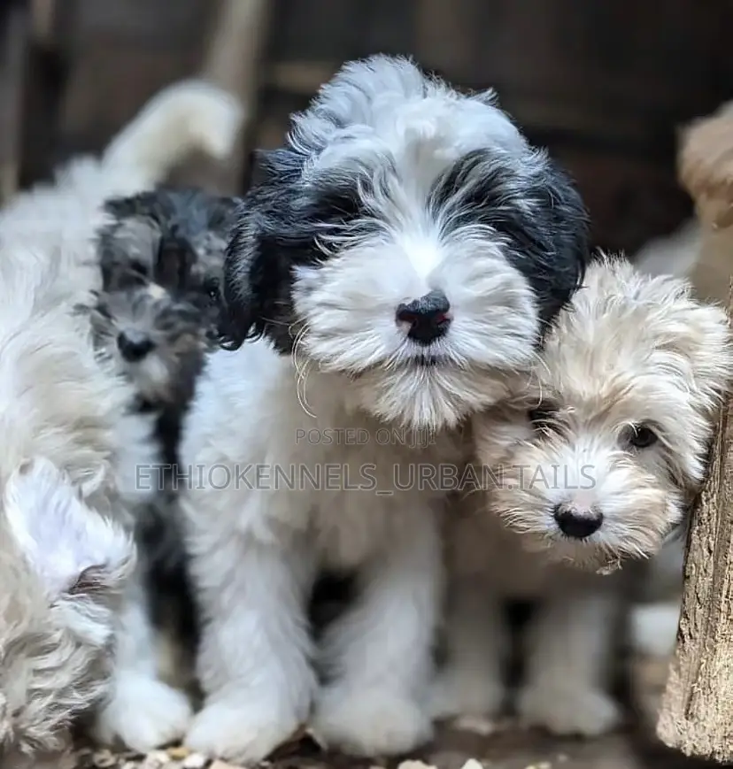 1-3 months Male Purebred Maltese