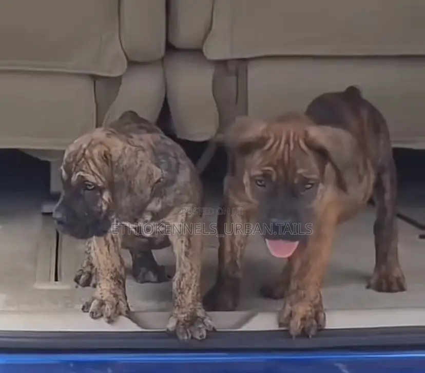 1-3 months Male Purebred Bullmastiff