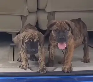 1-3 months Male Purebred Bullmastiff