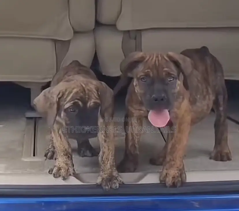 1-3 months Male Purebred Bullmastiff