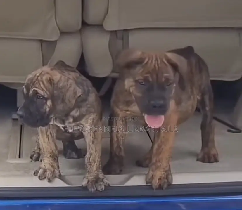 1-3 months Male Purebred Bullmastiff