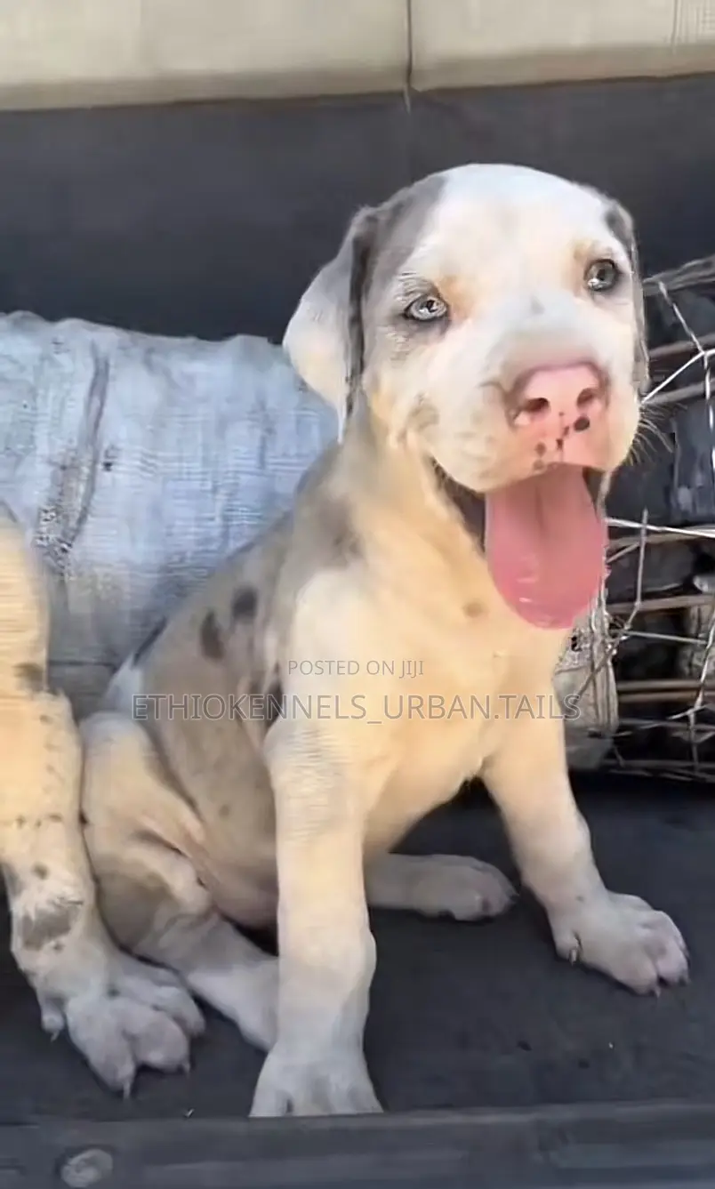 1-3 months Male Purebred Great Dane