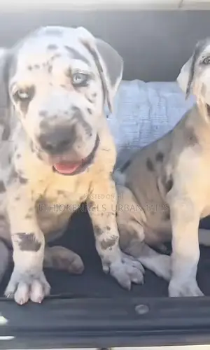 1-3 months Male Purebred Great Dane