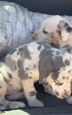 1-3 months Male Purebred Great Dane