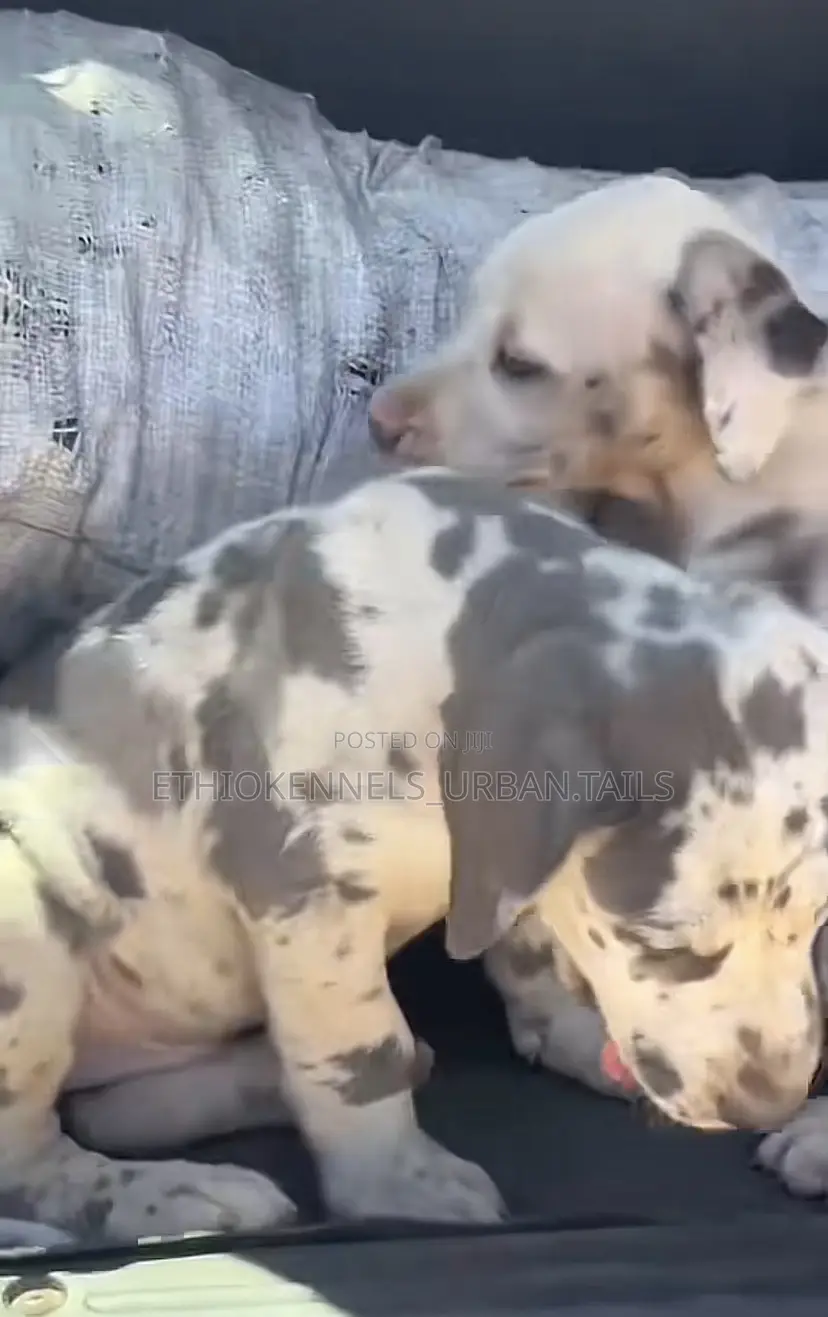 1-3 months Male Purebred Great Dane