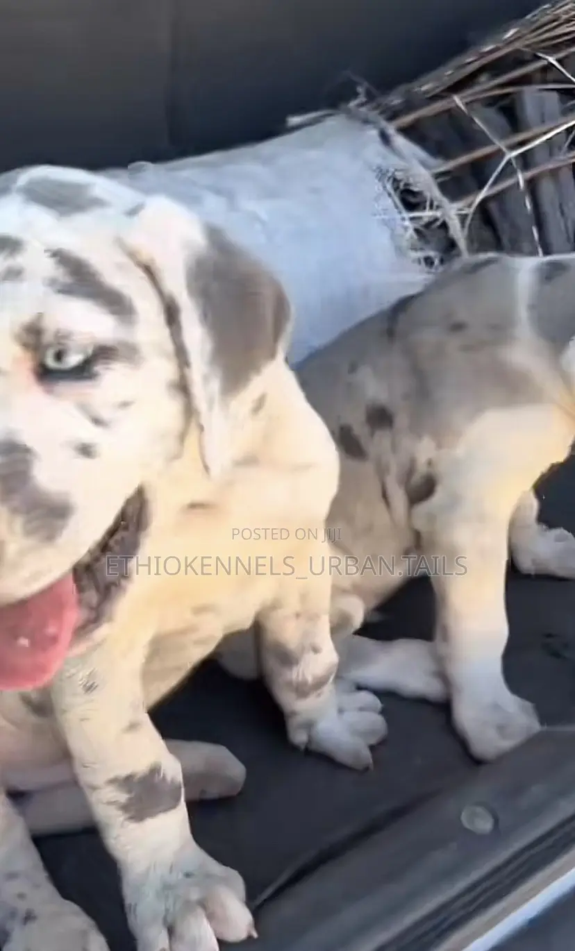 1-3 months Male Purebred Great Dane