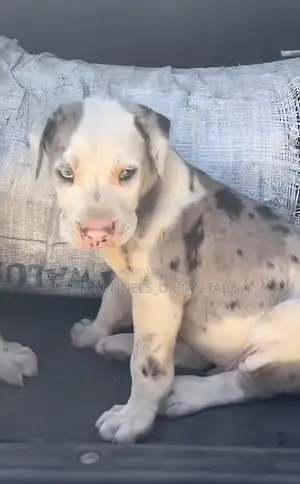 1-3 months Male Purebred Great Dane