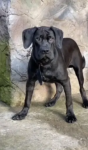 6-12 months Male Purebred Bullmastiff