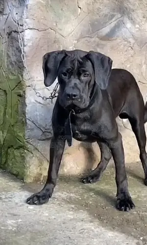 Photo - 6-12 months Male Purebred Bullmastiff