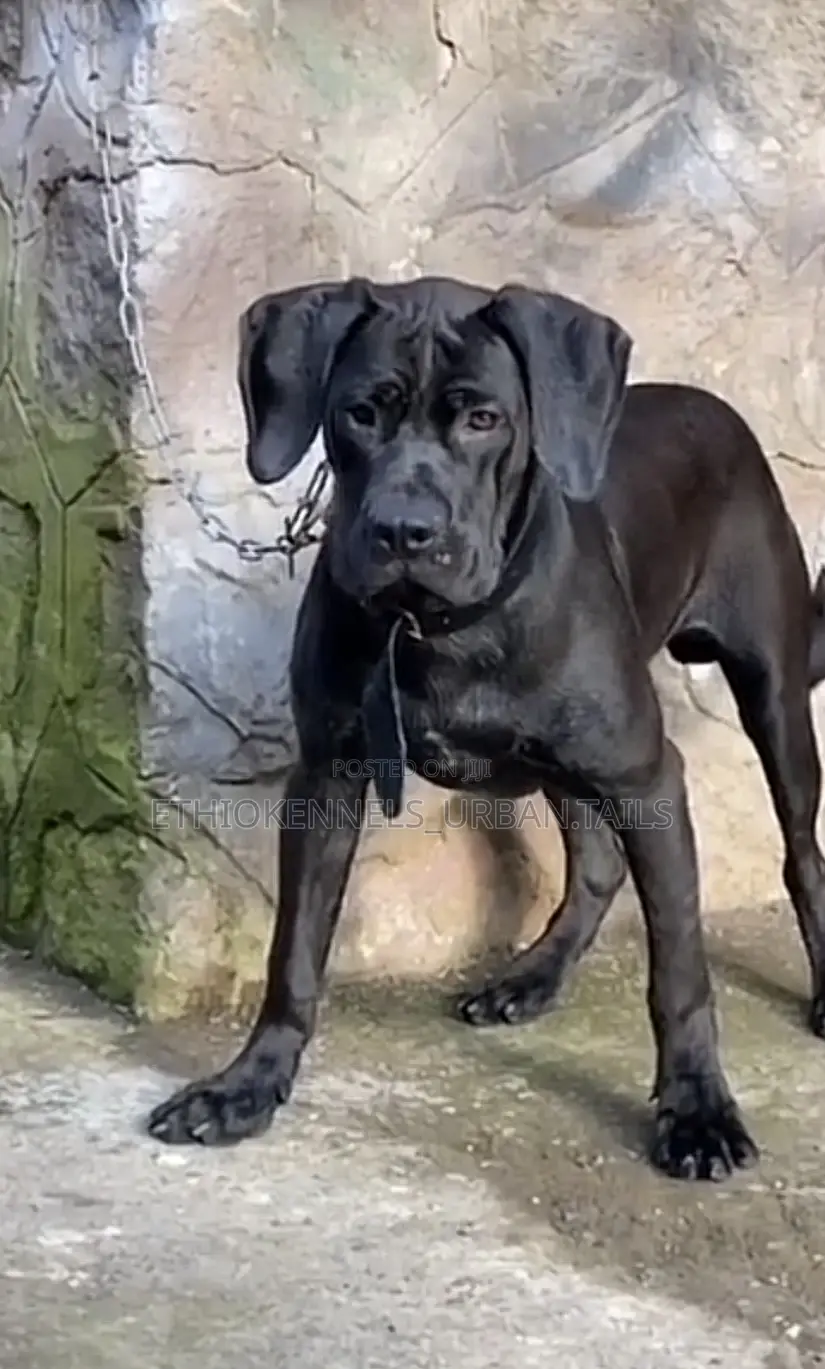 6-12 months Male Purebred Bullmastiff