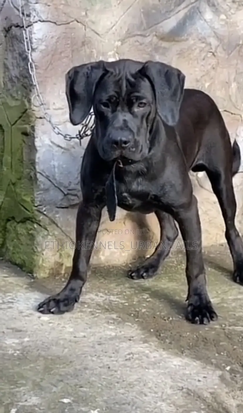 6-12 months Male Purebred Bullmastiff