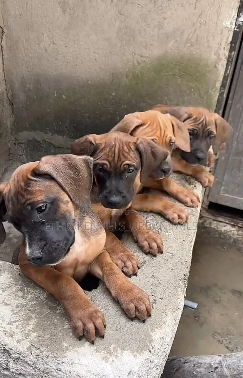 1-3 months Male Purebred Bullmastiff