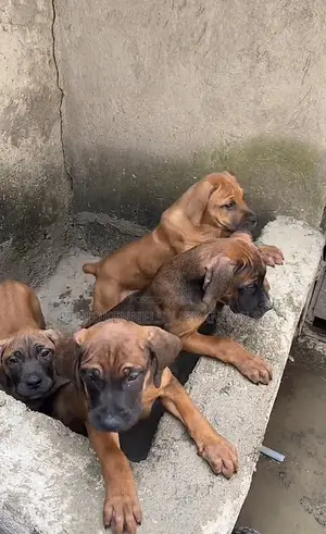 1-3 months Male Purebred Bullmastiff