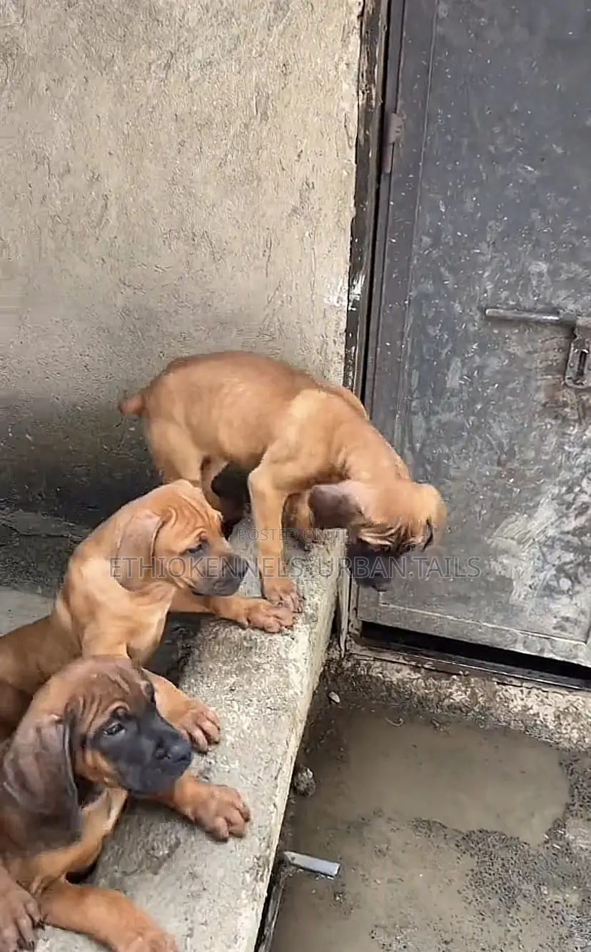 1-3 months Male Purebred Bullmastiff