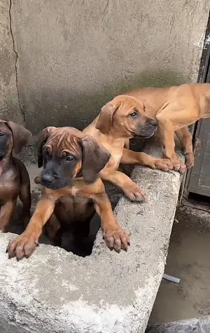 1-3 months Male Purebred Bullmastiff