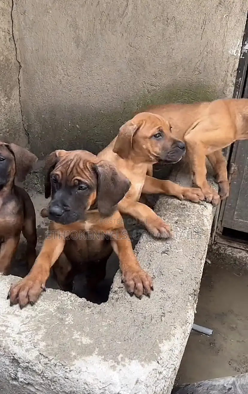 1-3 months Male Purebred Bullmastiff