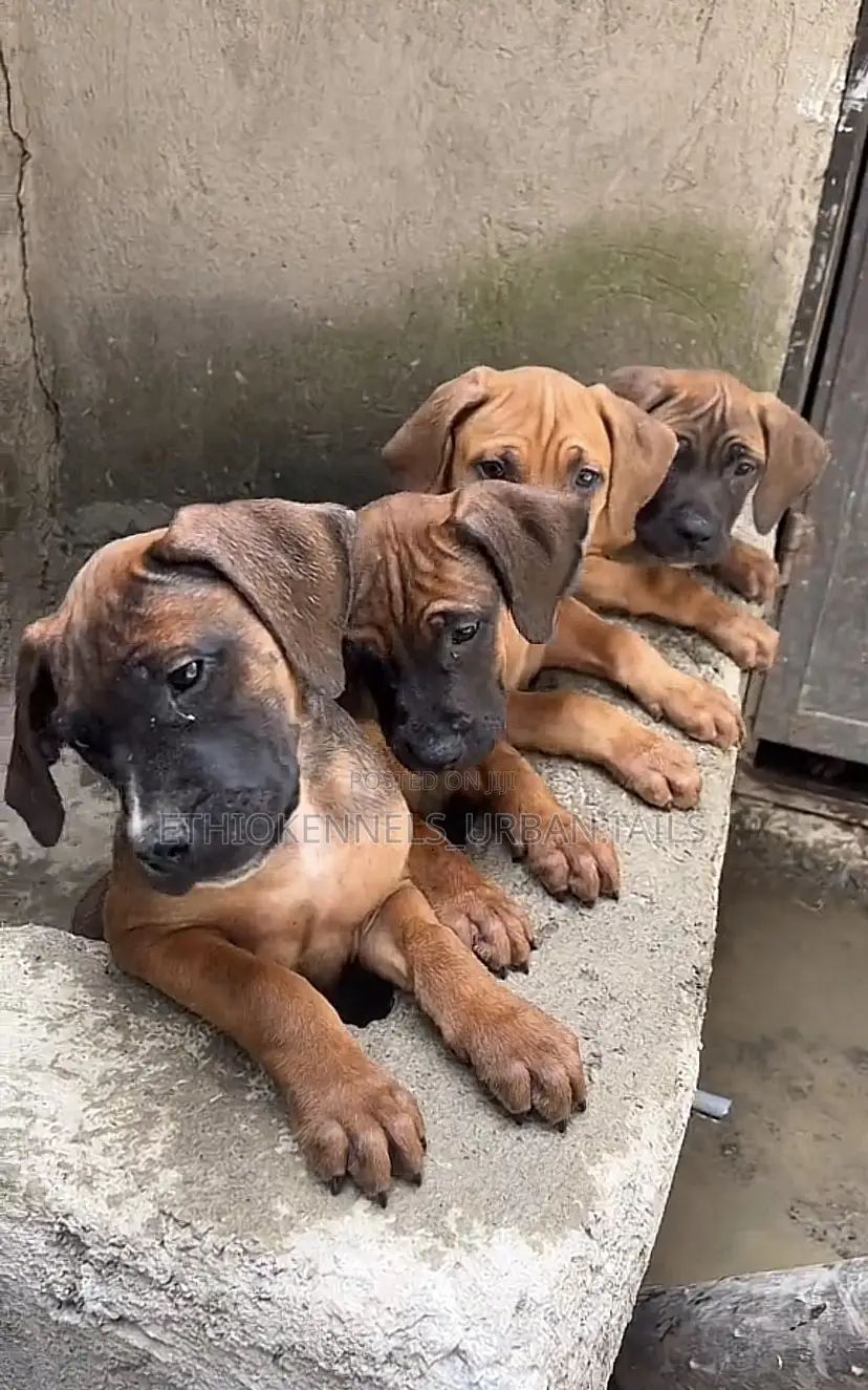 1-3 months Male Purebred Bullmastiff
