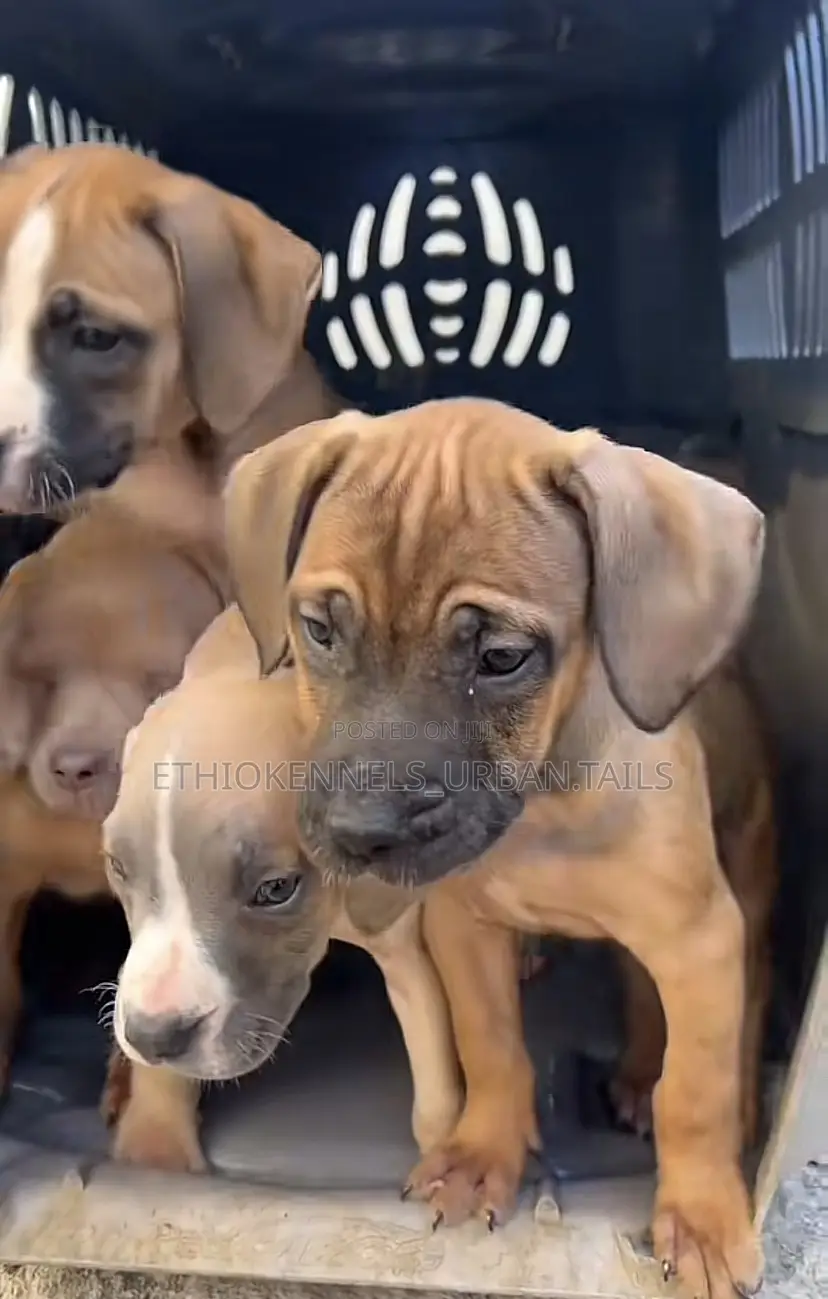 1-3 months Male Purebred American Pit Bull Terrier