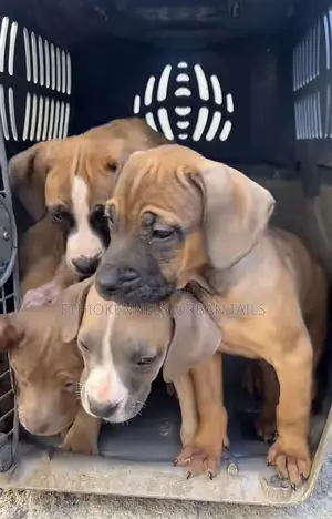 1-3 months Male Purebred American Pit Bull Terrier