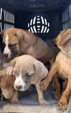 1-3 months Male Purebred American Pit Bull Terrier