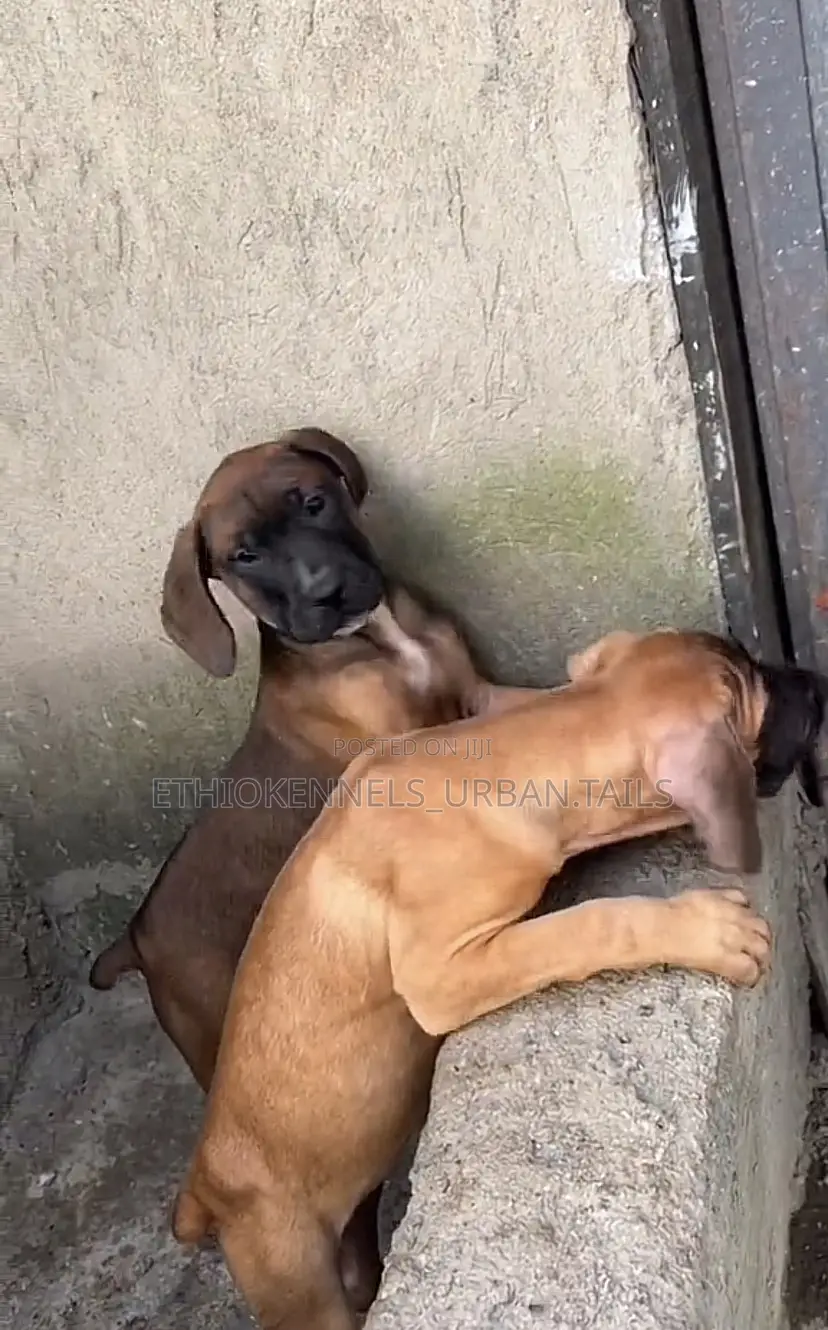 1-3 months Male Purebred Mastiff