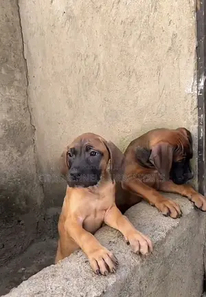 1-3 months Male Purebred Mastiff