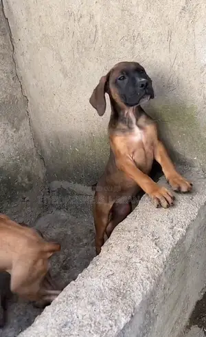 1-3 months Male Purebred Mastiff