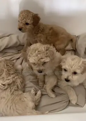 Photo - 1-3 months Male Purebred Maltese