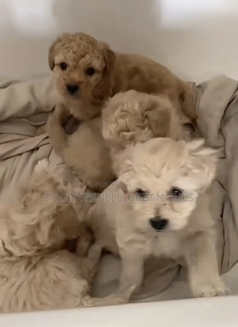 1-3 months Male Purebred Maltese