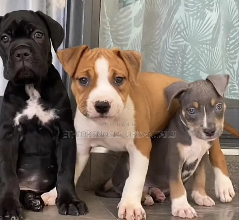 1-3 months Male Purebred American Pit Bull Terrier