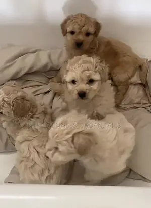 Photo - 1-3 months Male Purebred Maltese