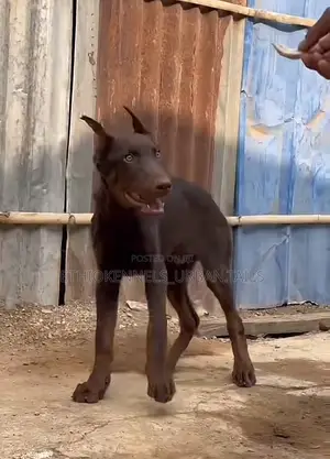 Photo - 3-6 months Female Purebred Doberman Pinscher