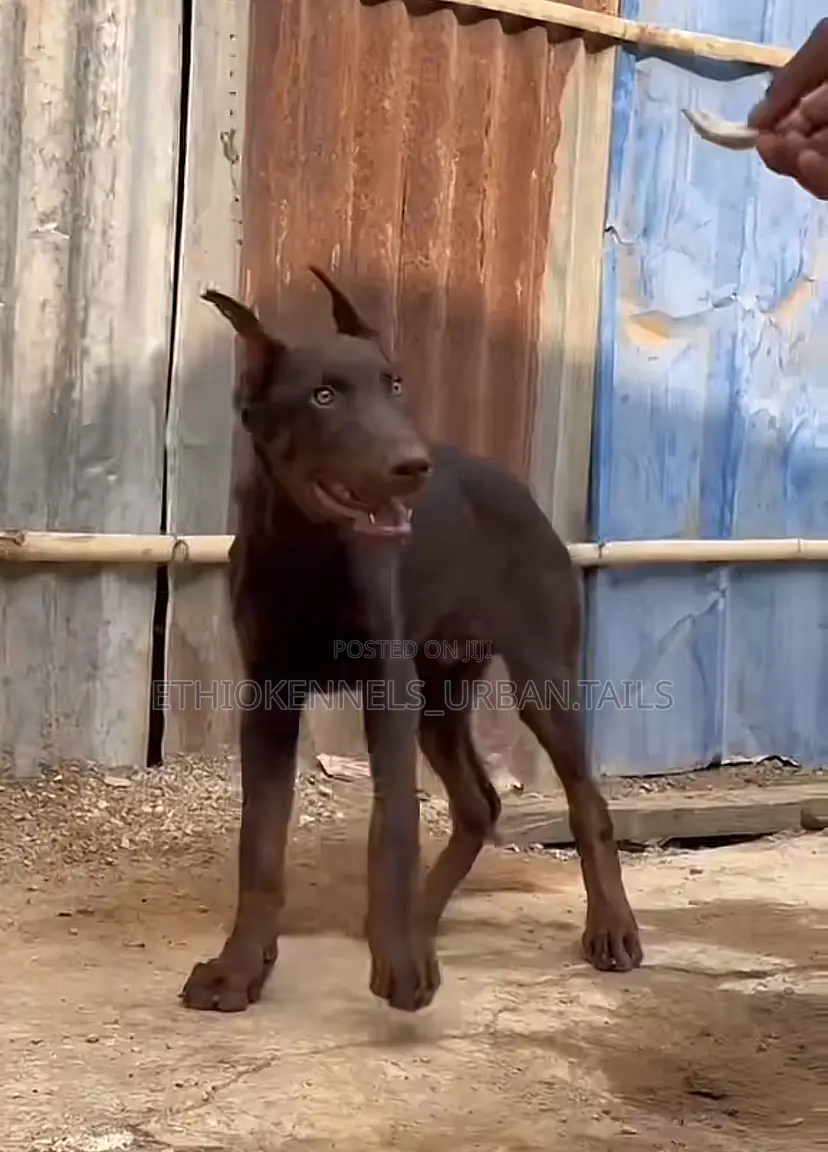 3-6 months Female Purebred Doberman Pinscher