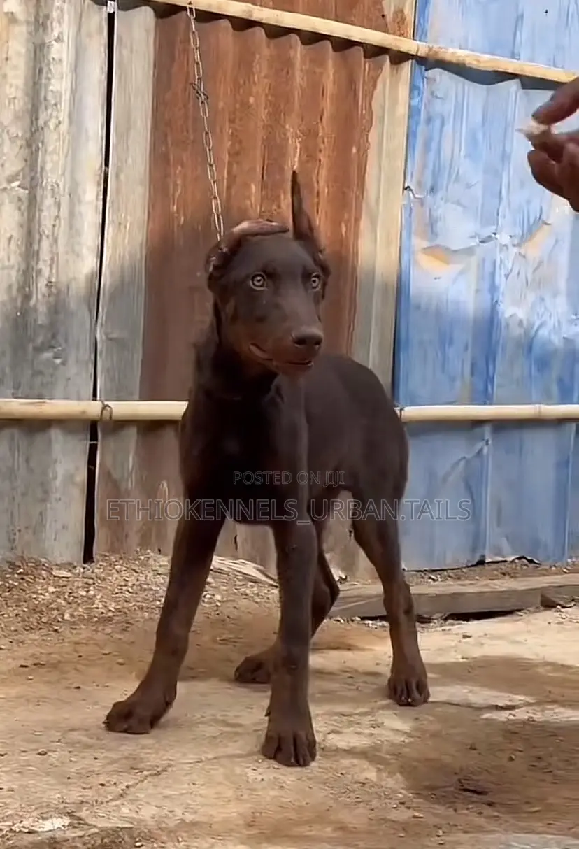 3-6 months Female Purebred Doberman Pinscher