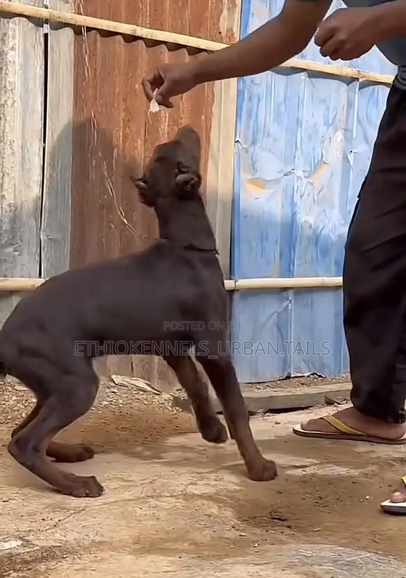 3-6 months Female Purebred Doberman Pinscher