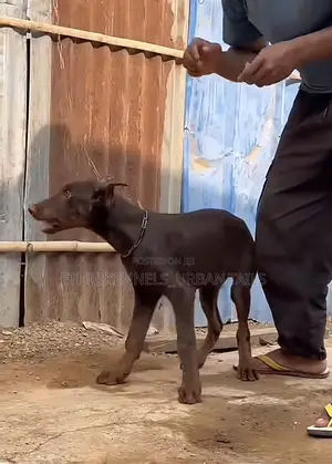 3-6 months Female Purebred Doberman Pinscher