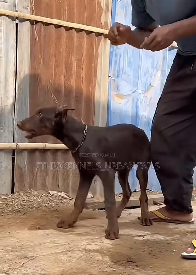 3-6 months Female Purebred Doberman Pinscher