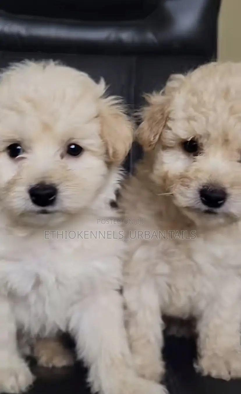 1-3 months Male Purebred Maltese