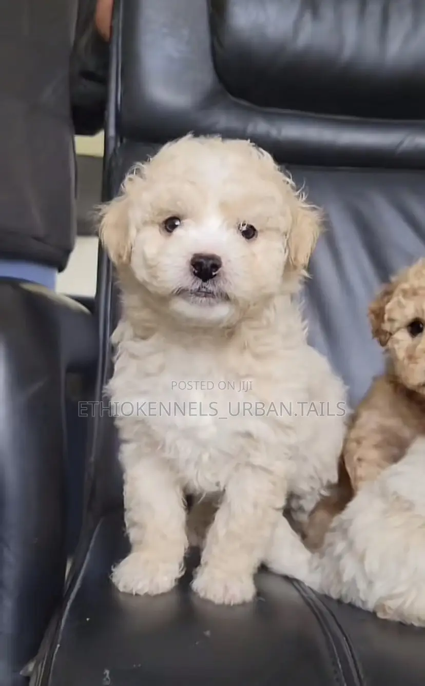 1-3 months Male Purebred Maltese