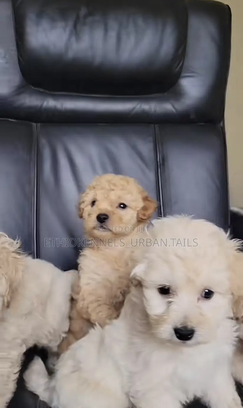 1-3 months Male Purebred Maltese