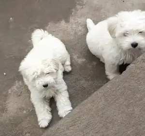 Photo - 3-6 months Male Purebred Maltese