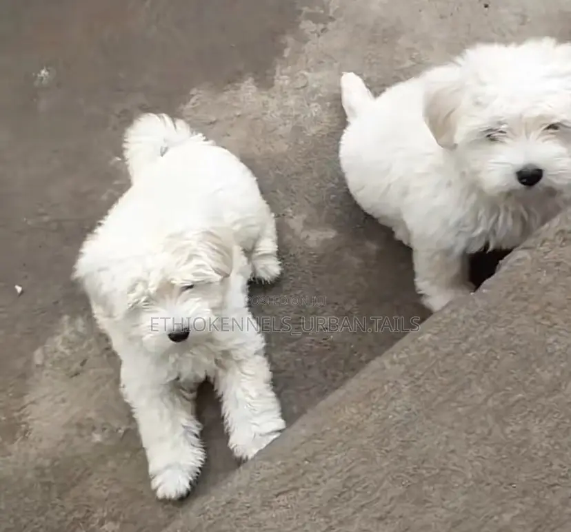 3-6 months Male Purebred Maltese