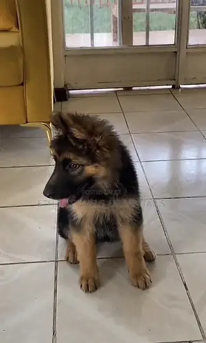 Photo - 1-3 months Male Purebred German Shepherd