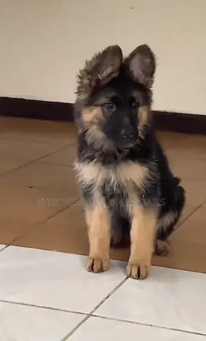 1-3 months Male Purebred German Shepherd